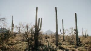 Saguaro Park